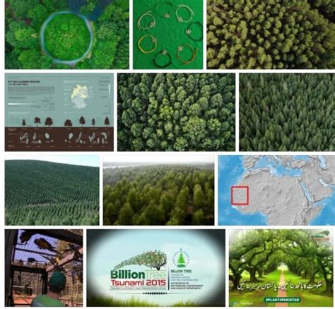 is 8 billion trees legitimate|8 billion trees scam.